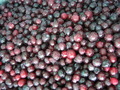 ARANDANOS SILVESTRES CONGELADOS  1 KG